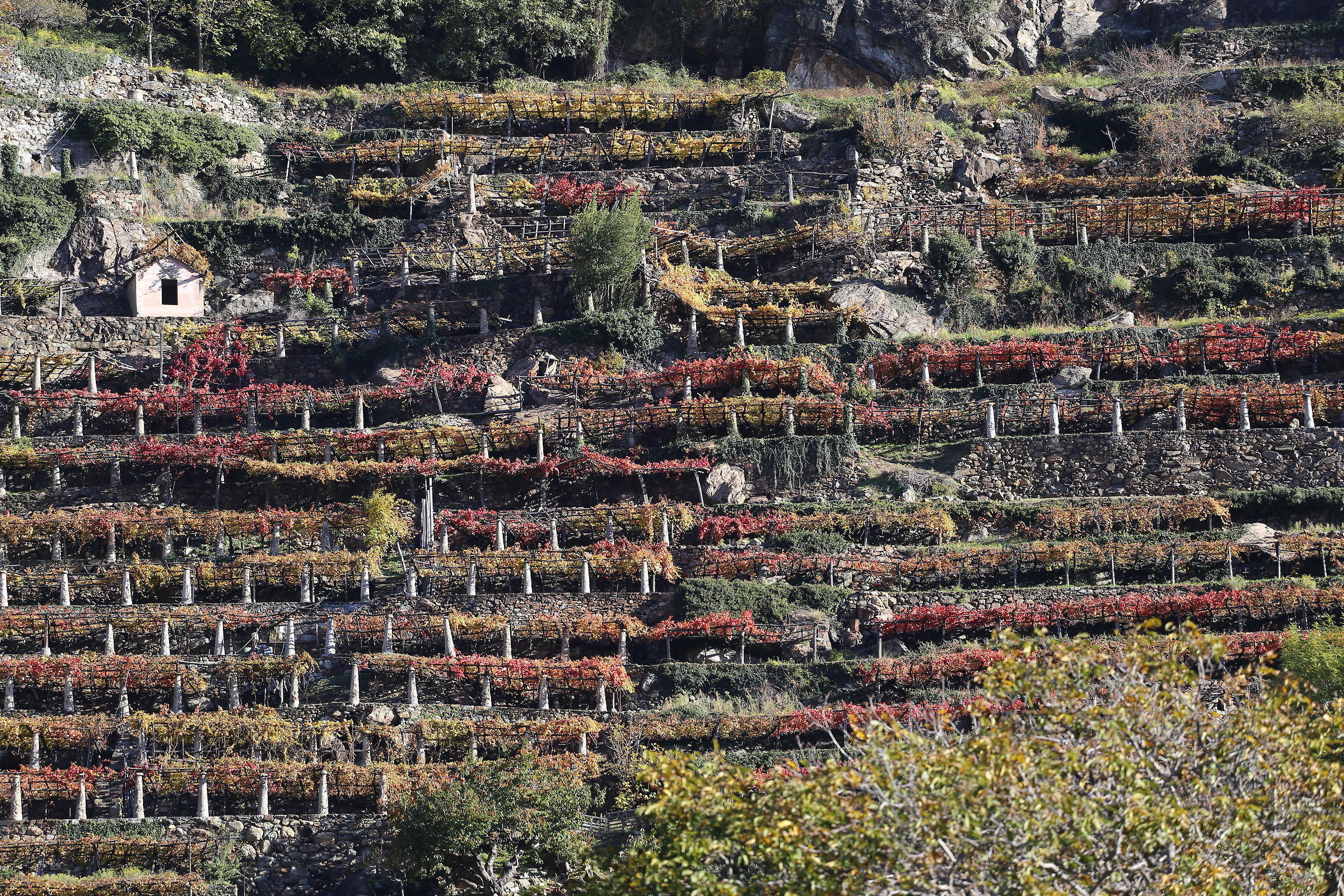 Vigneti di Torre Daniele