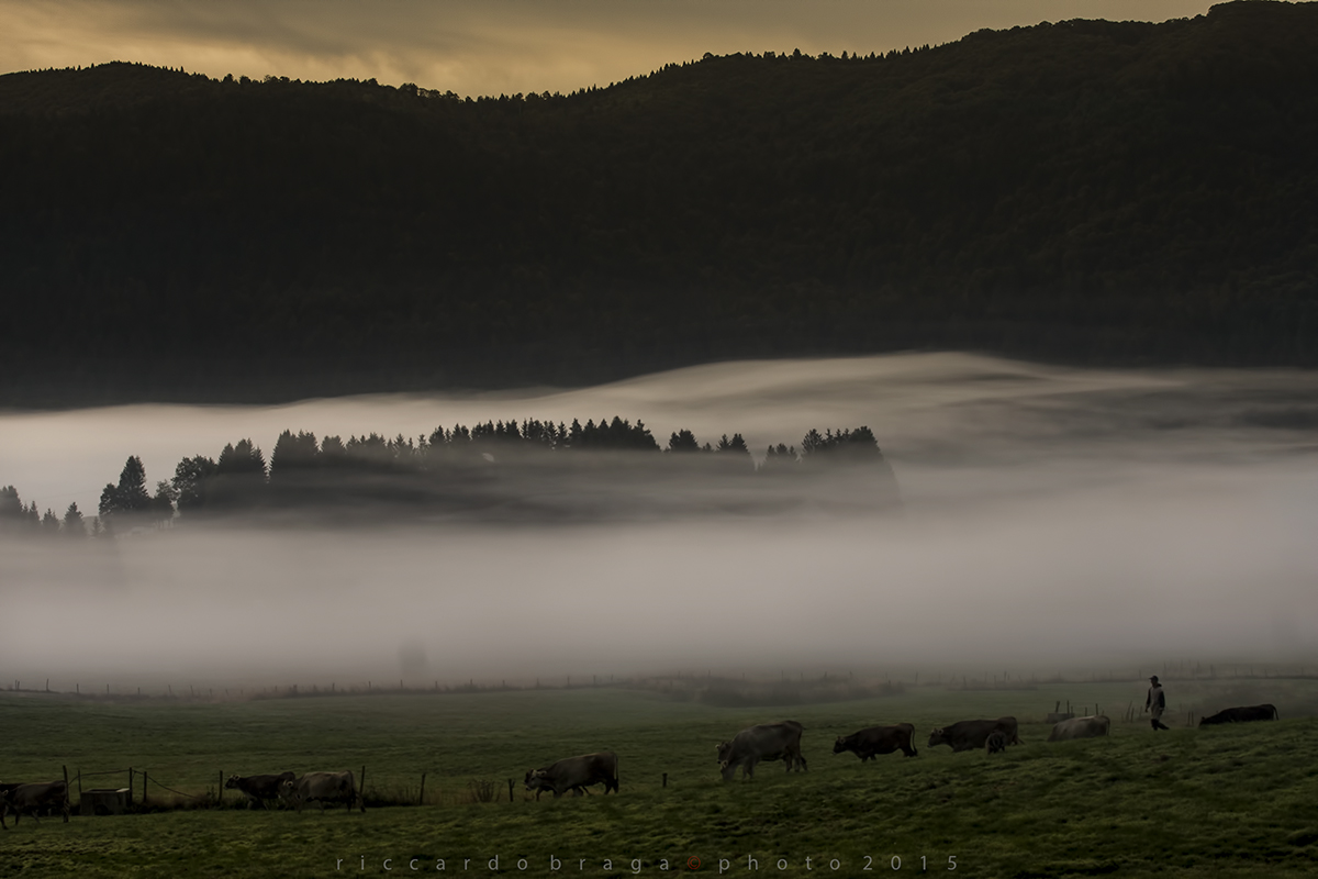 Animals grazing in Pian del Cansiglio