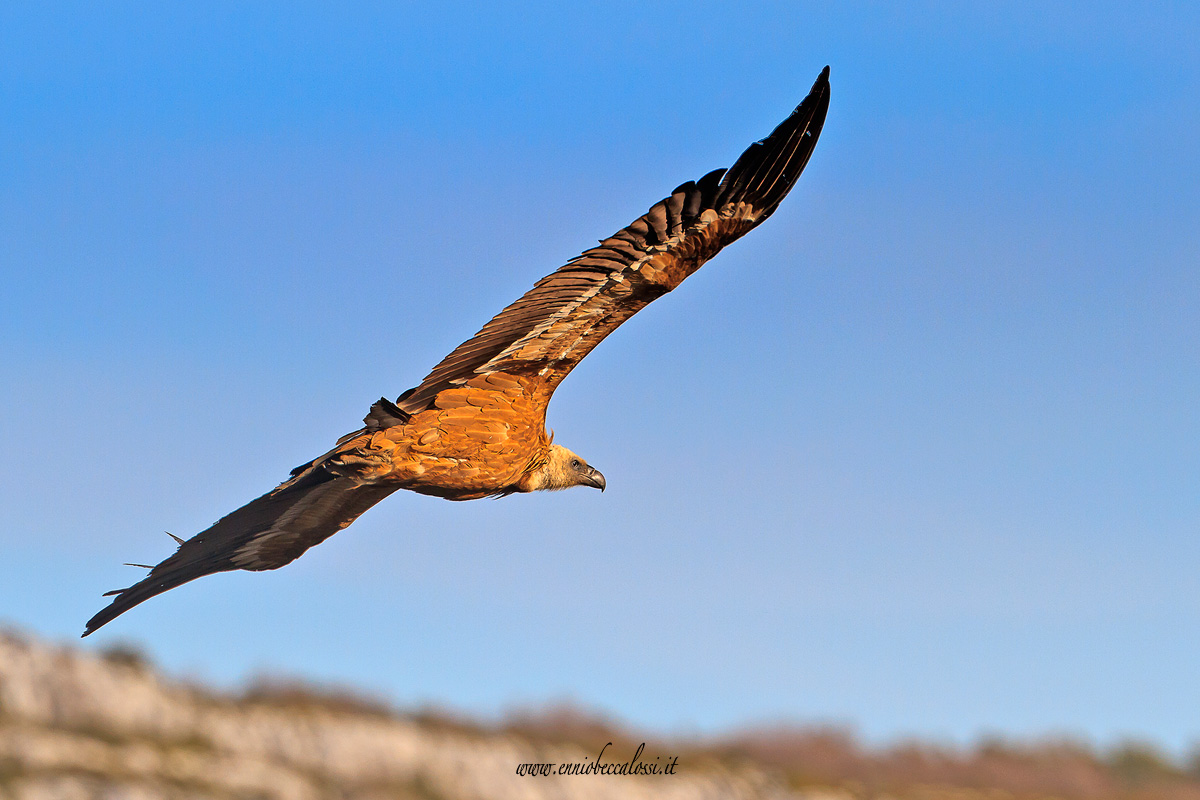 Griffon du Verdon gorge