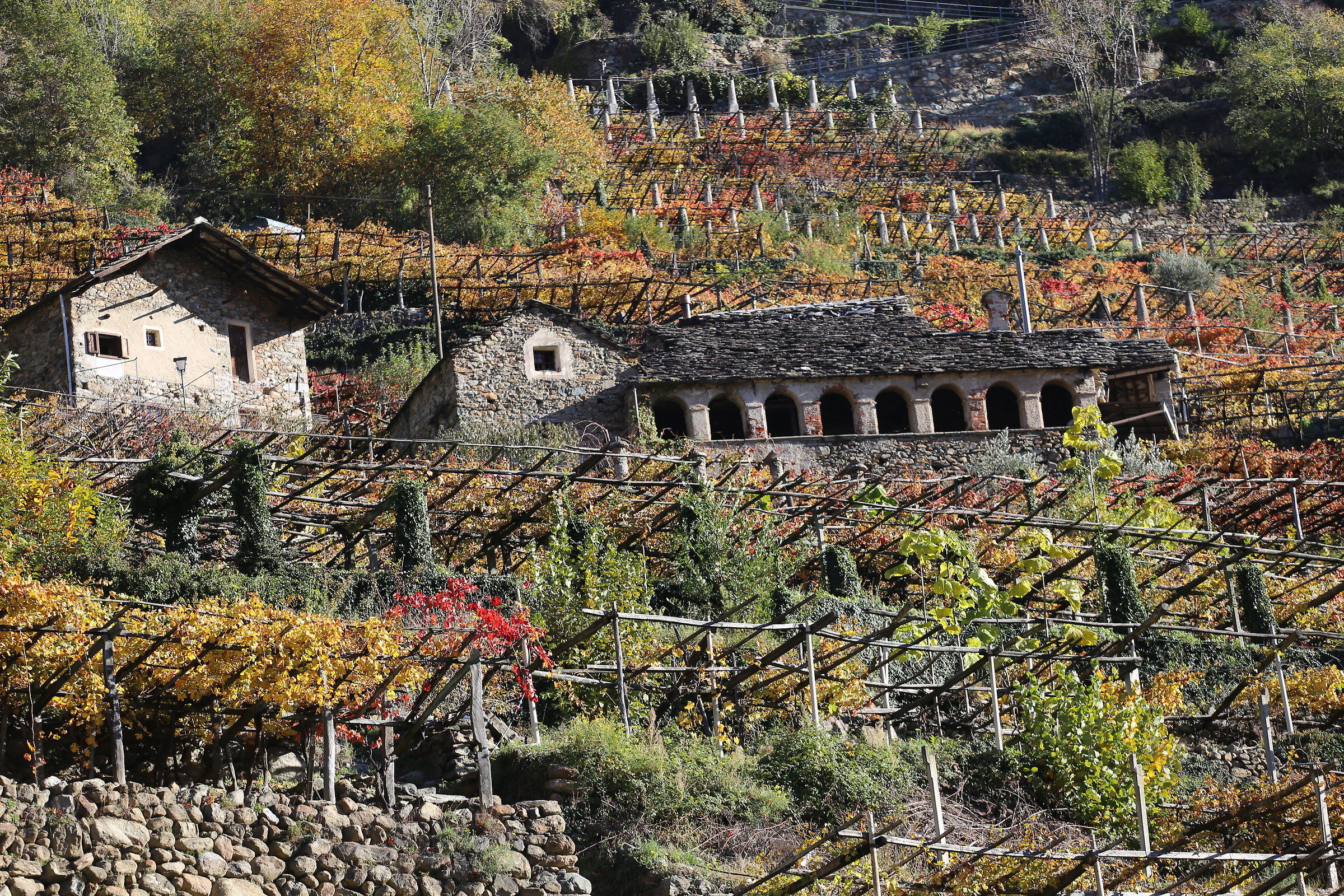 Vigneti di Torre Daniele