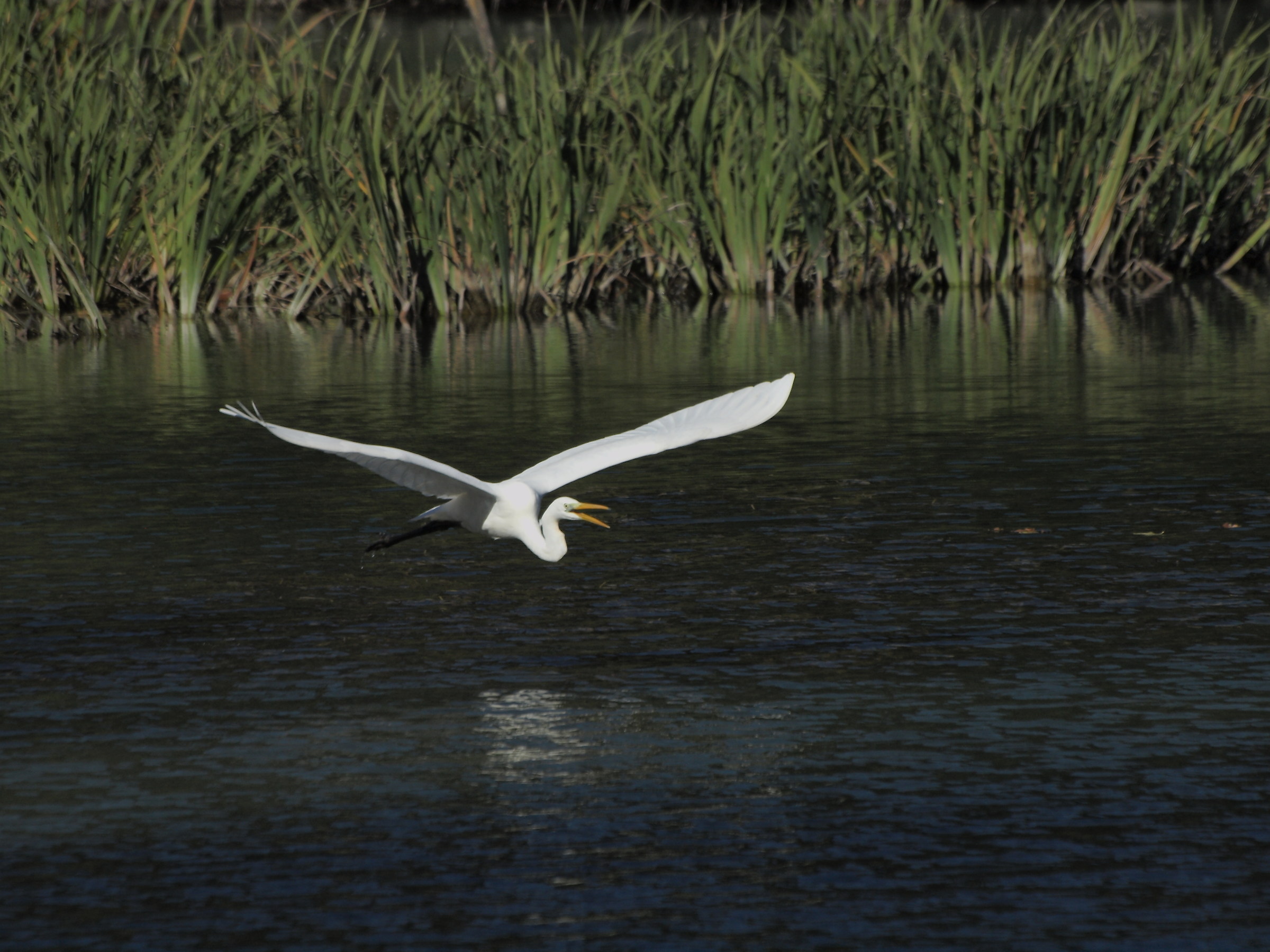 Egret 3