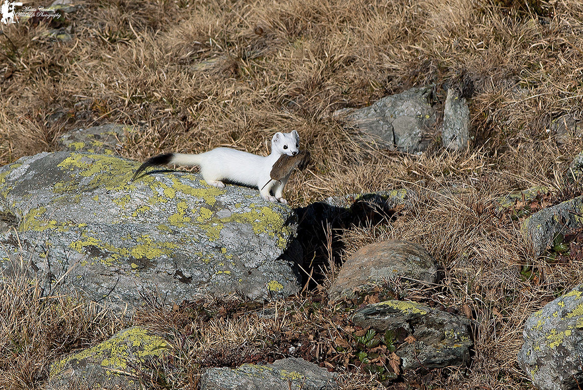 Ermine with prey ...