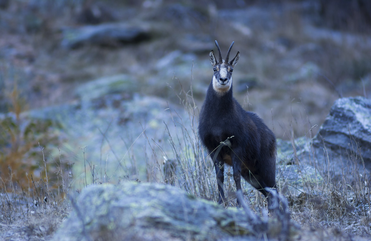 Chamois