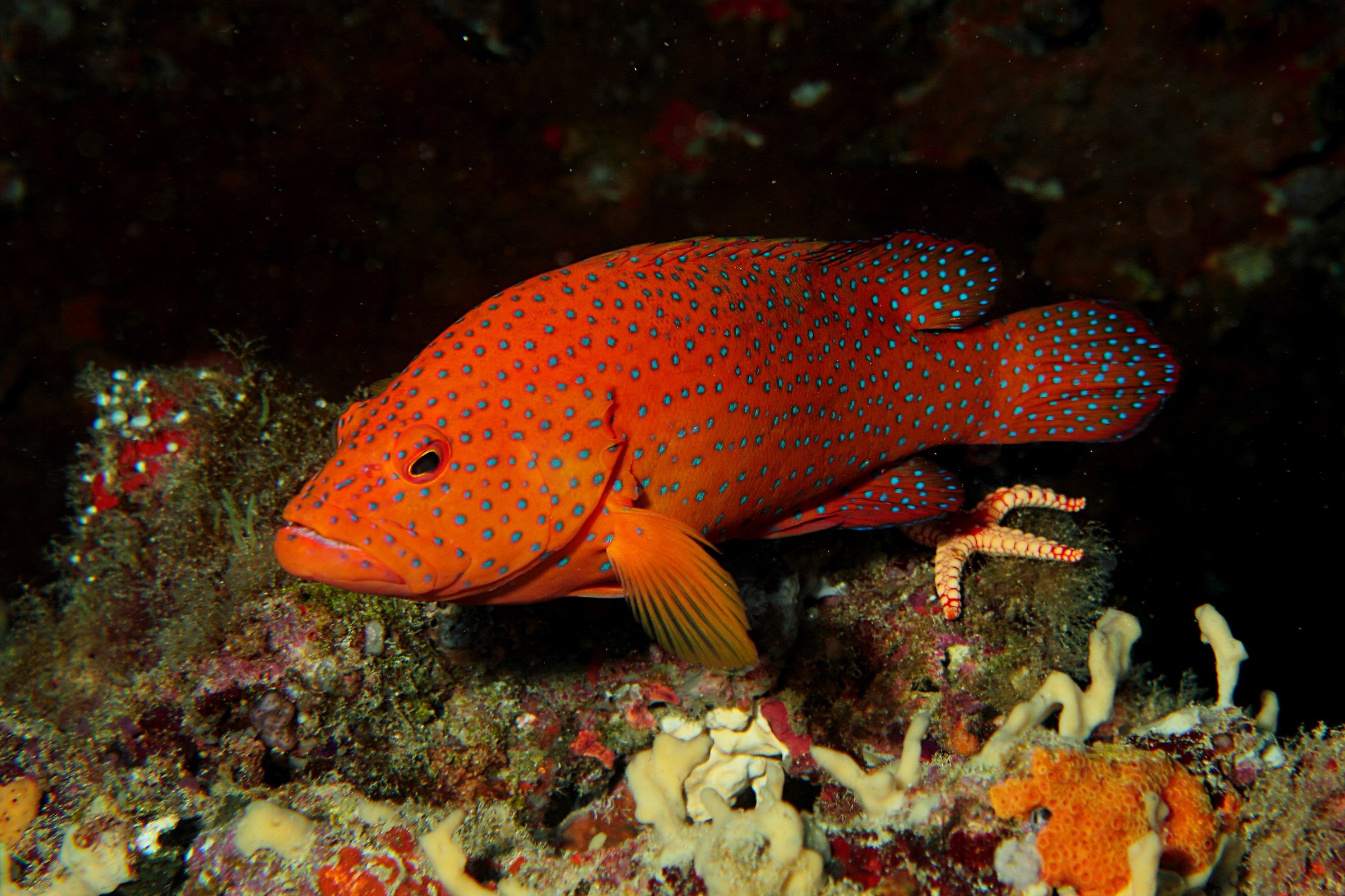 coral grouper