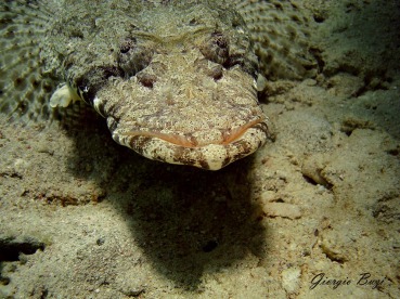 Cymbacephalus beauforti