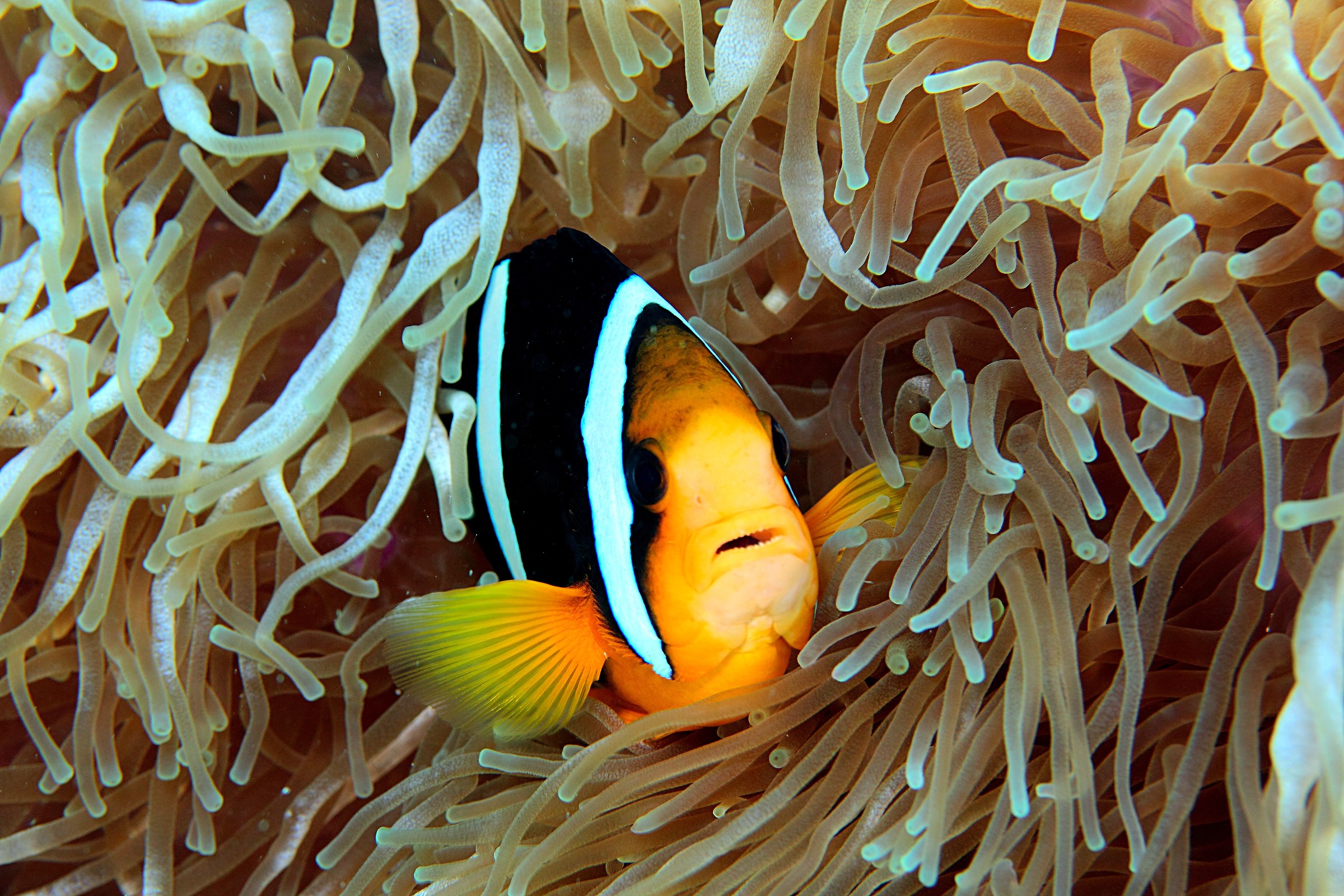 clownfish