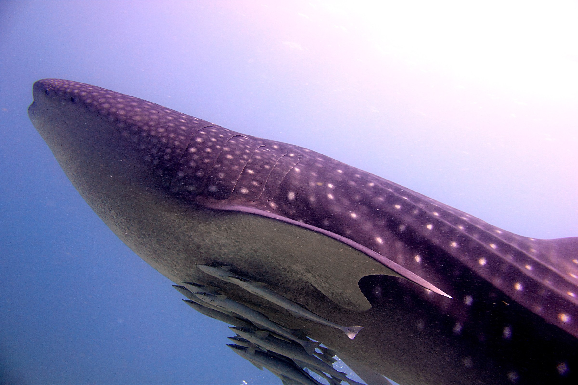 Whale and hesitation