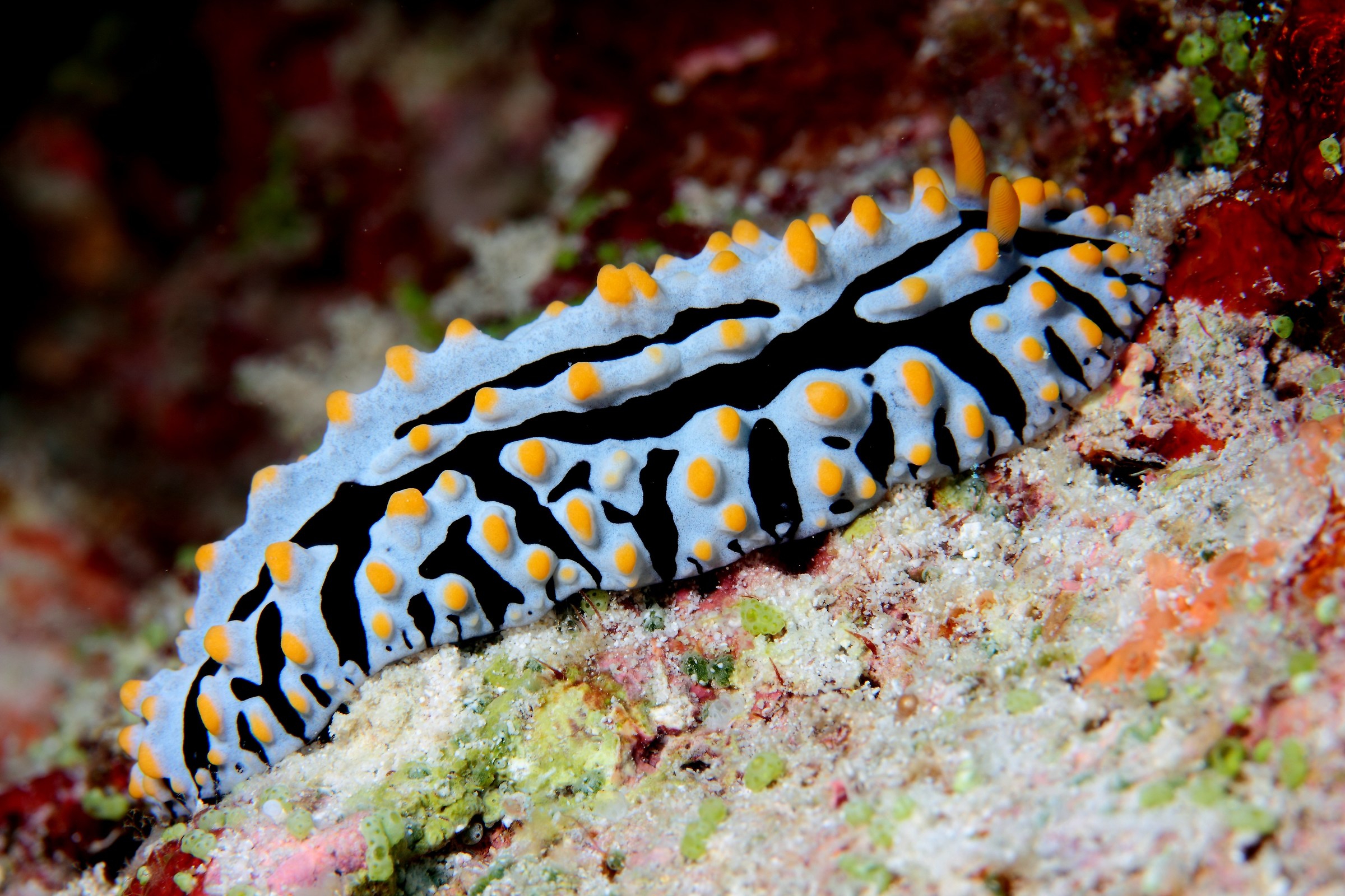 nudibranco