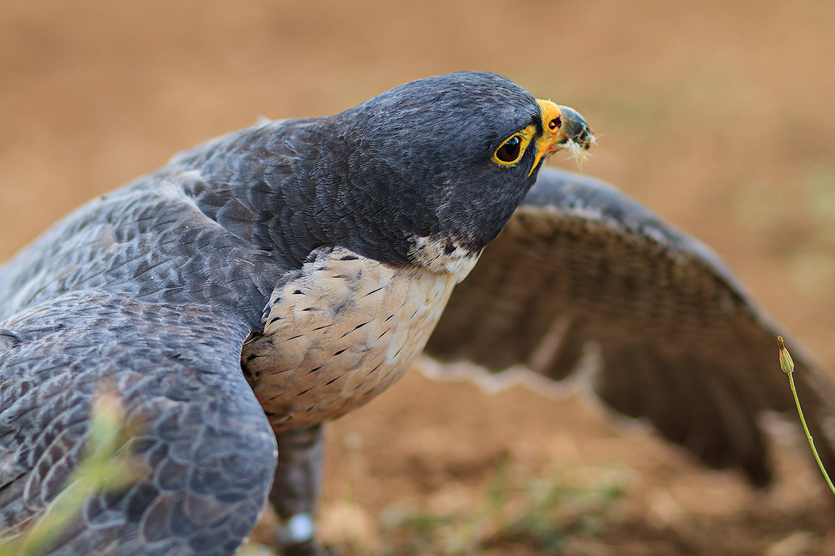 Pellegrino with prey