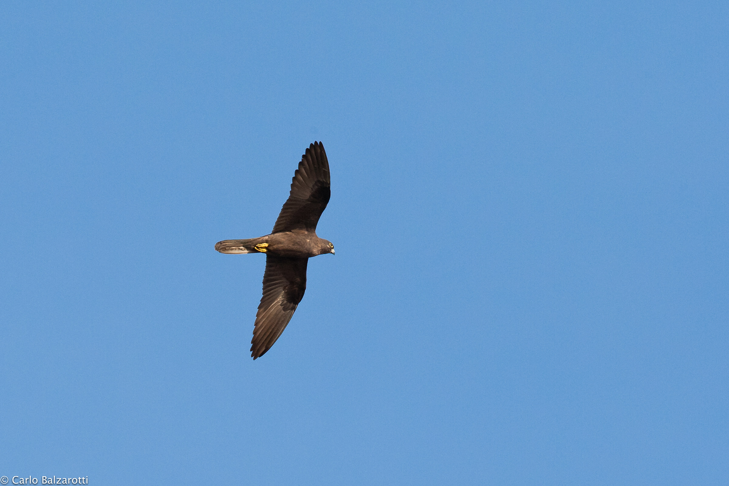 Eleonora's Falcon