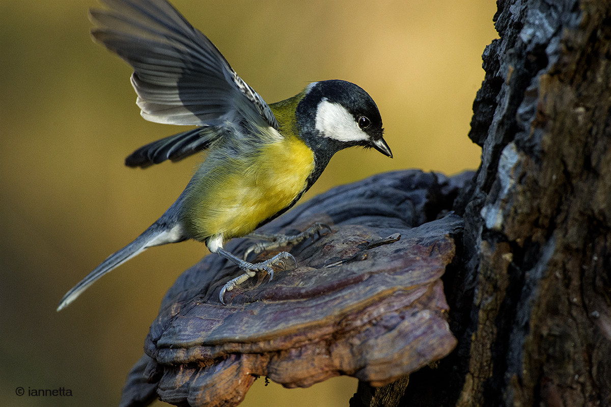 Cinciallegra Oasi wwf lago di alviano