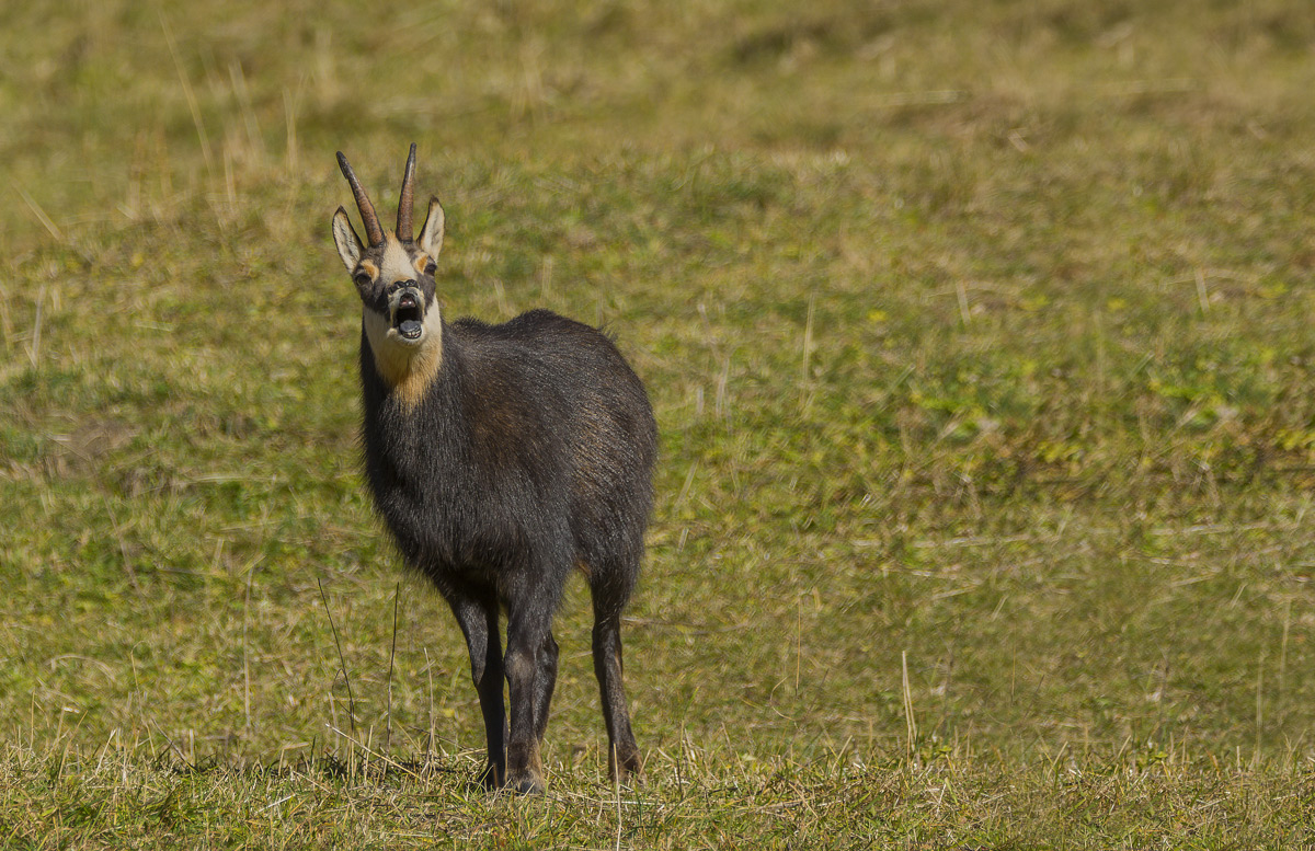 Chamois