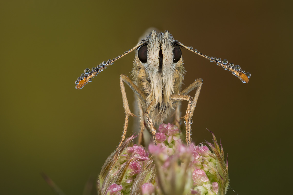 Grizzled skipper