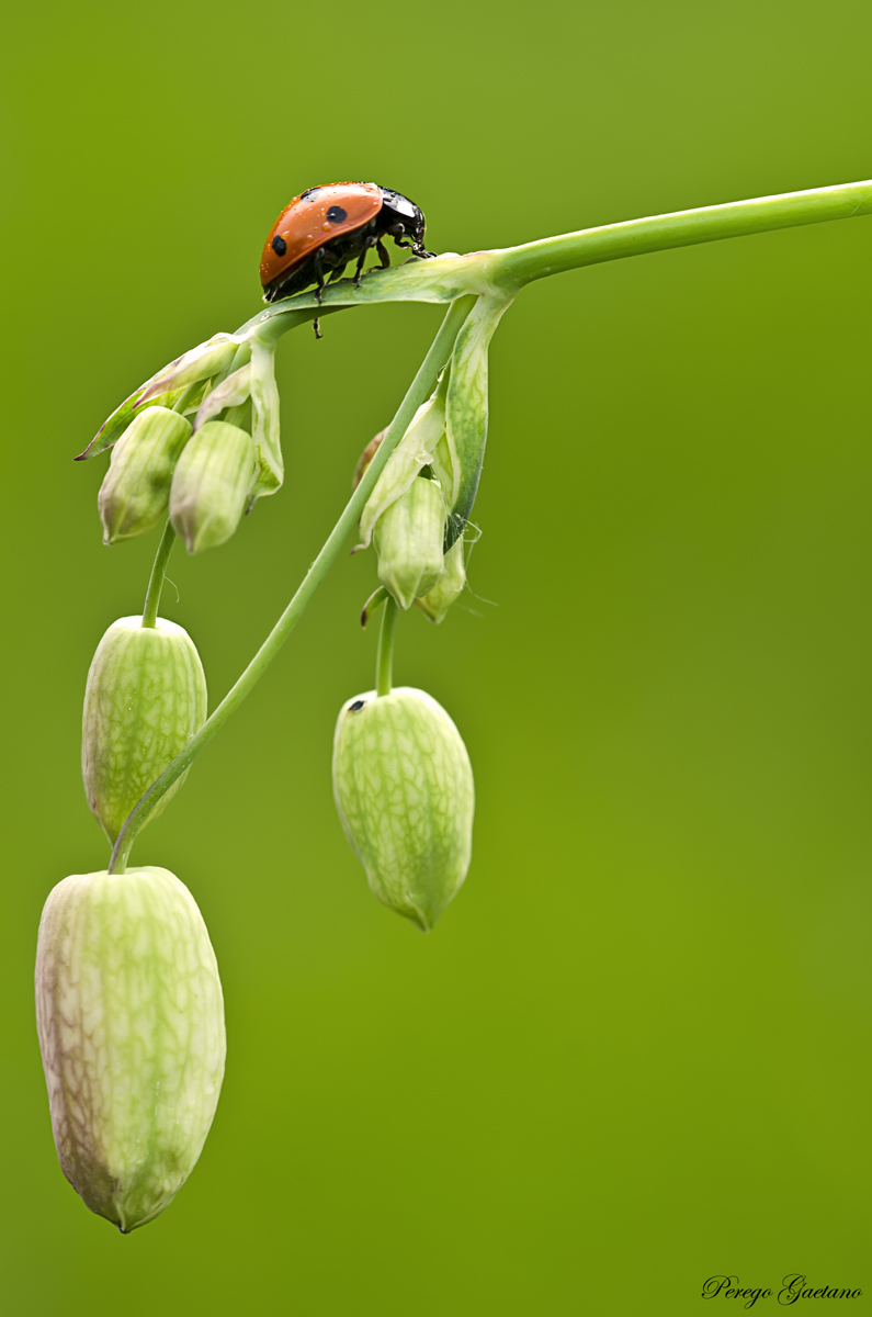 Passeggiata domenicale