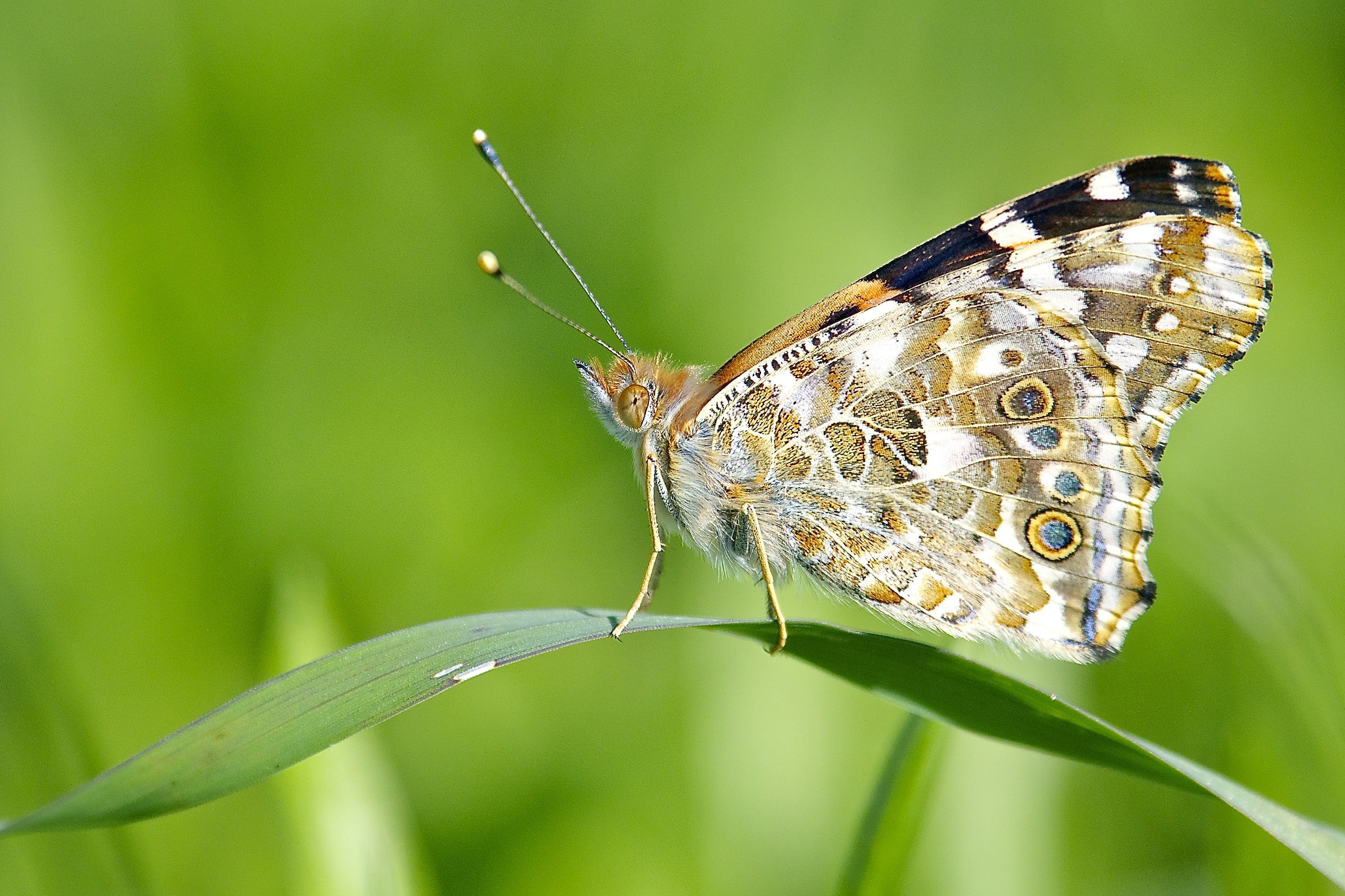 Vanessa cardui