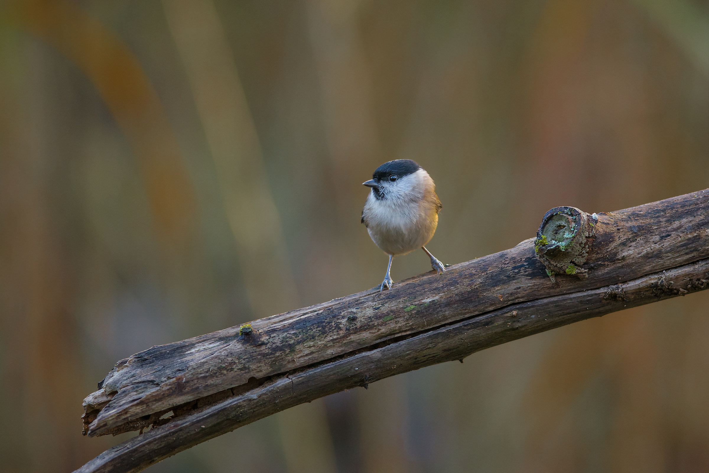 Chickadee dawn