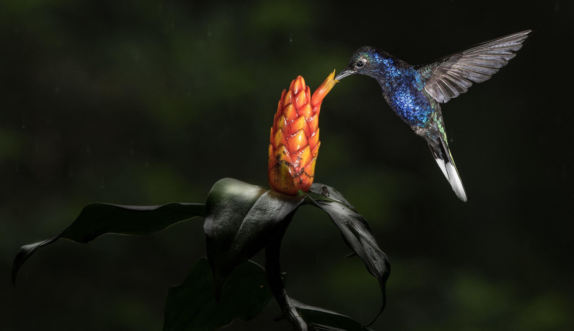 blue violet Sabrewing