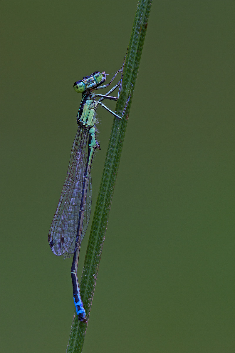 Damselfly