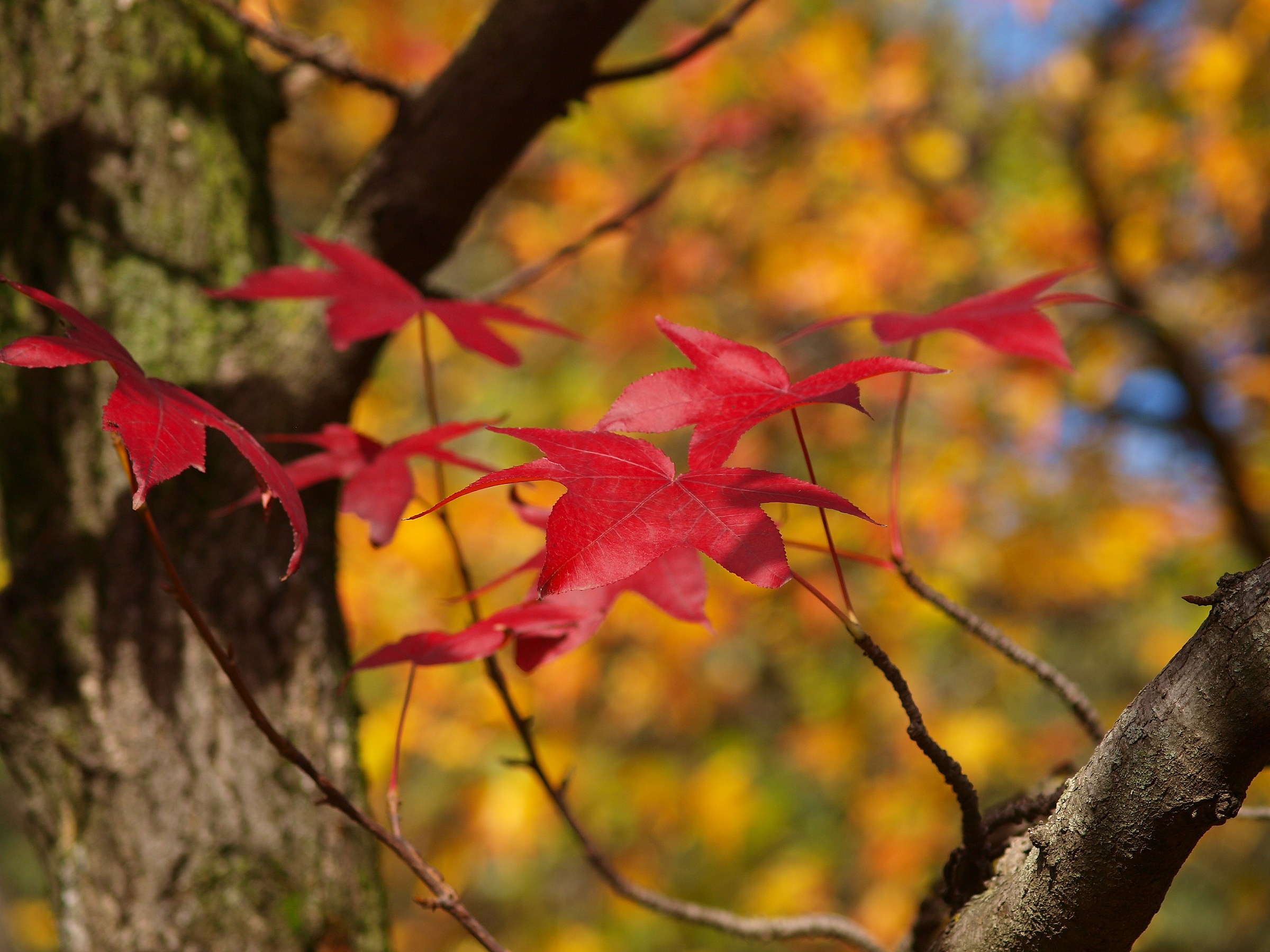 Autumn and its colors