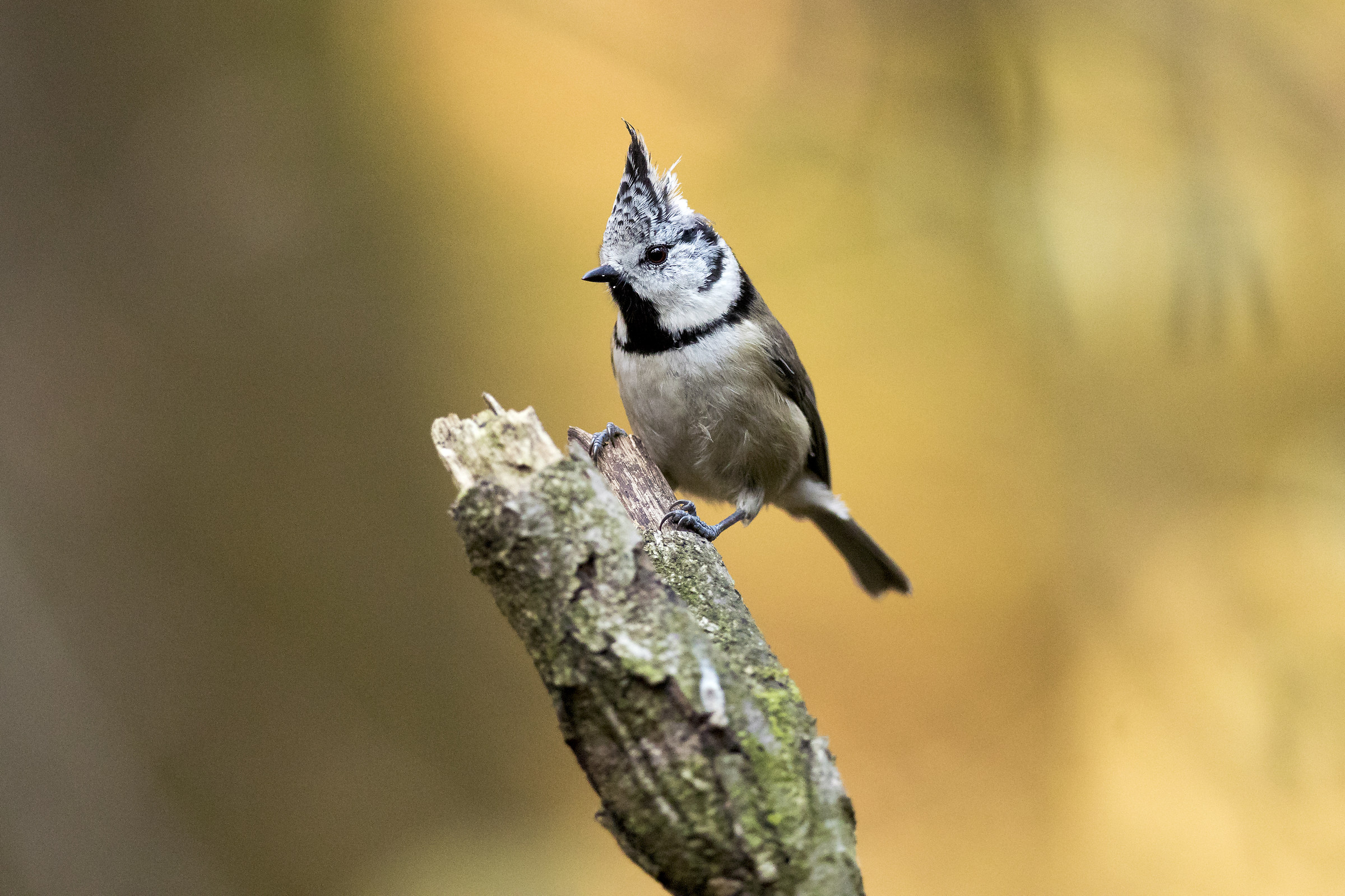 crested tit