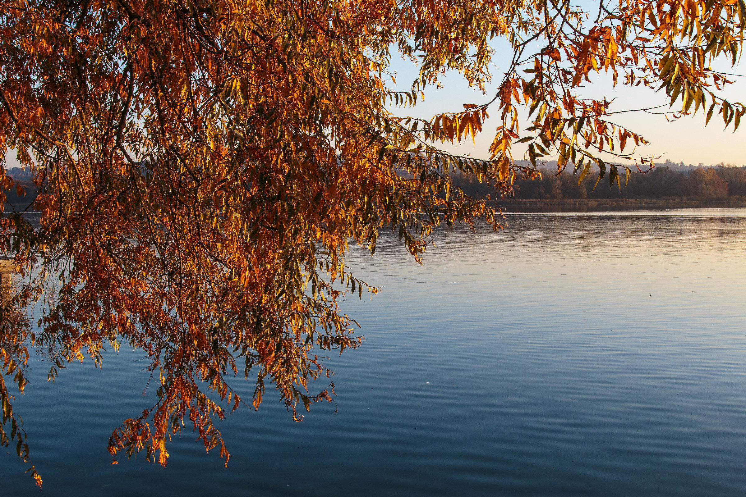 Autumn colors on the lake 7