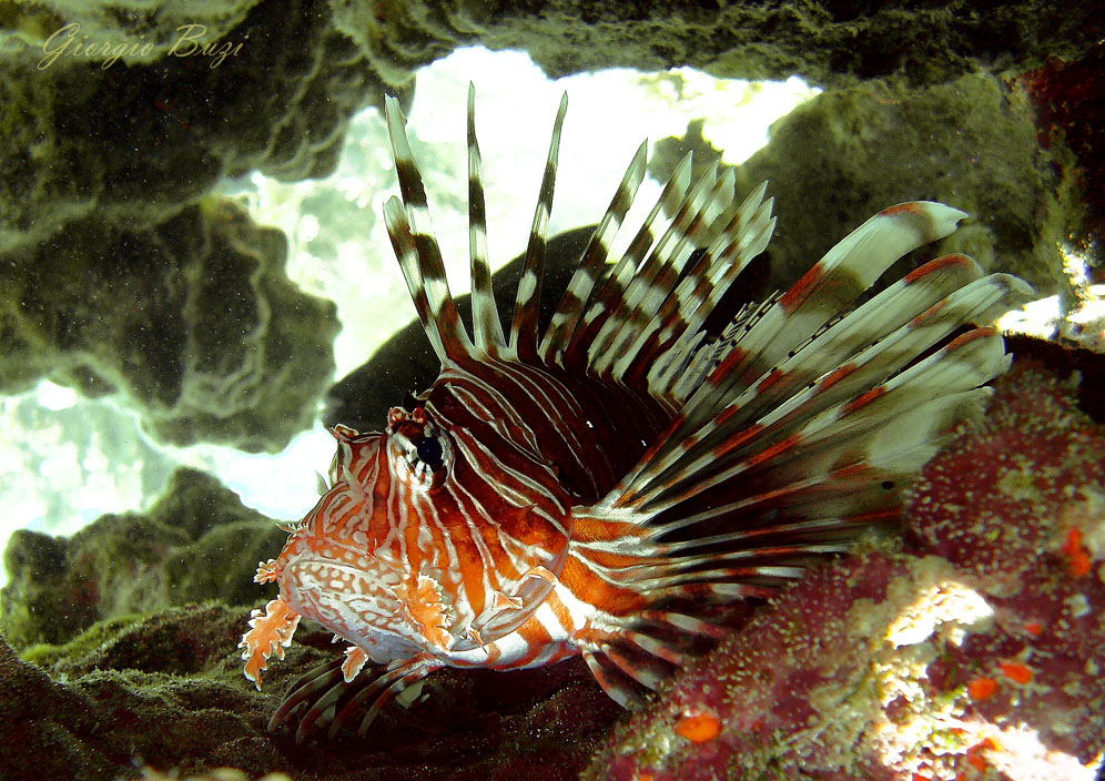 Pesce Scorpione