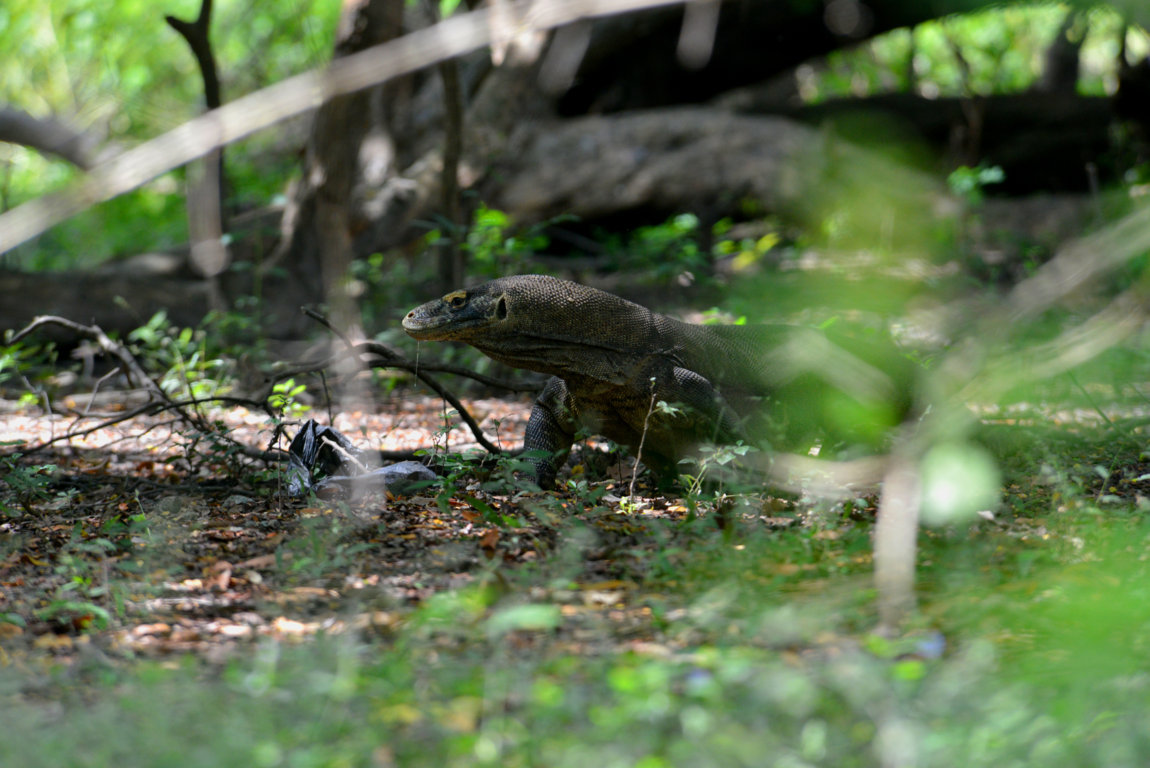 Varanus island of Rinca and Komodo