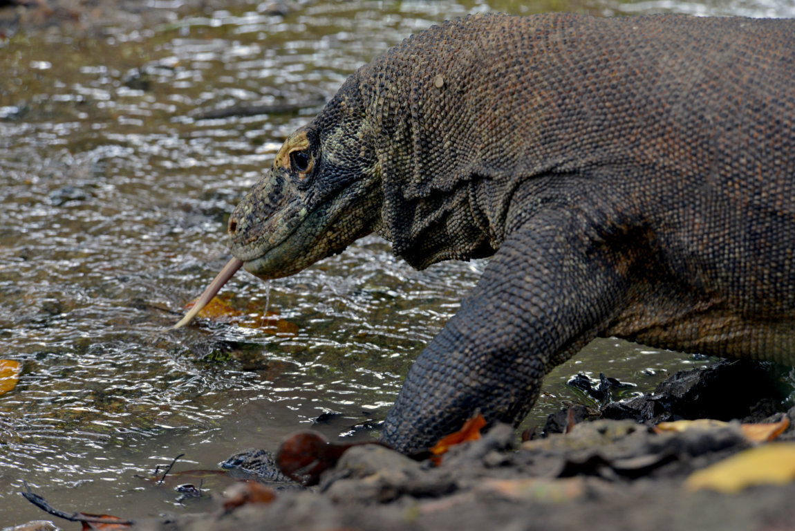 Varanus island of Rinca and Komodo