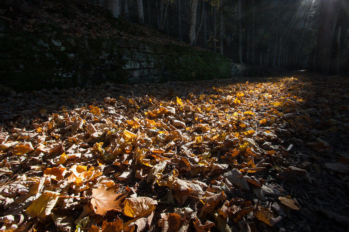 Un tappeto d'autunno