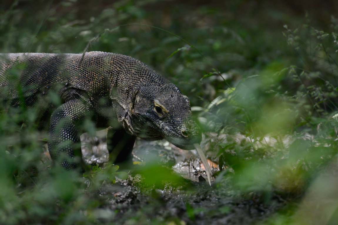 Varanus island of Rinca and Komodo