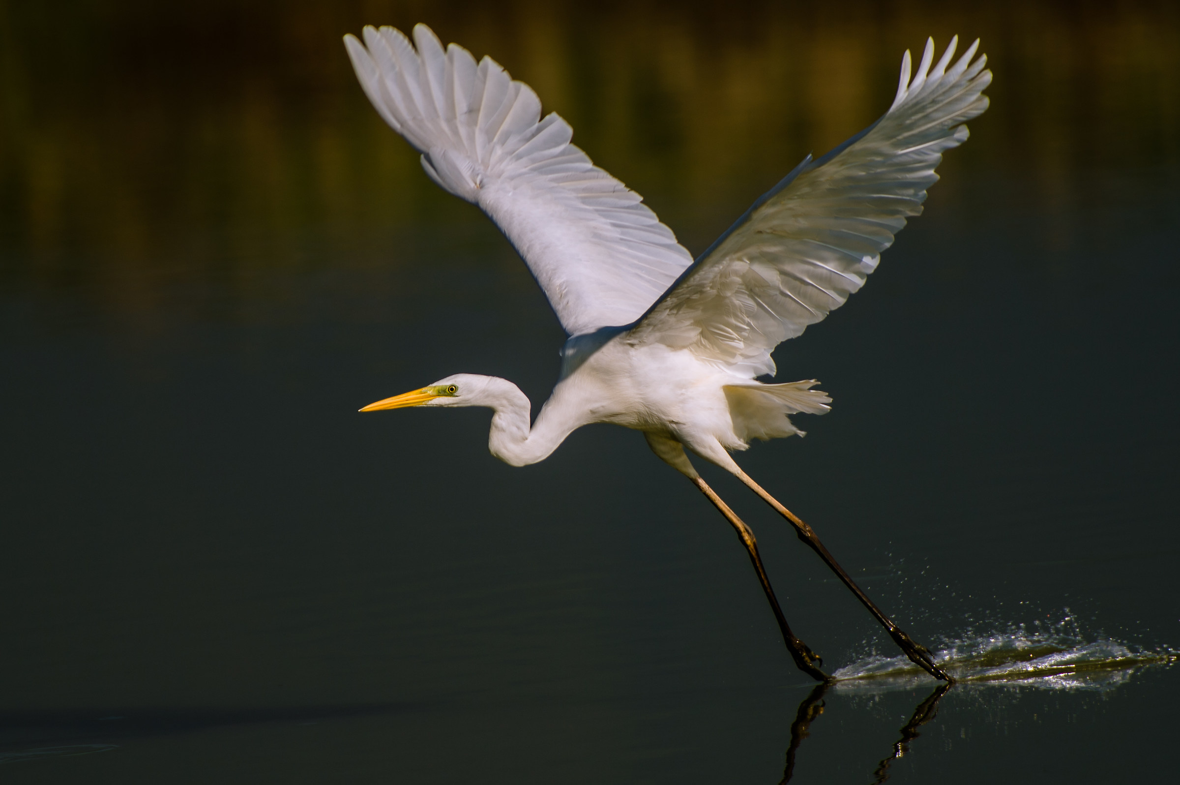L'airone bianco maggiore(Ardea alba)