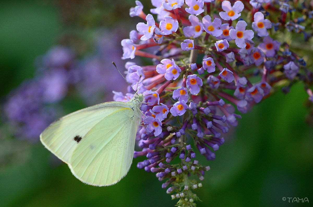 Pieris Repae 01