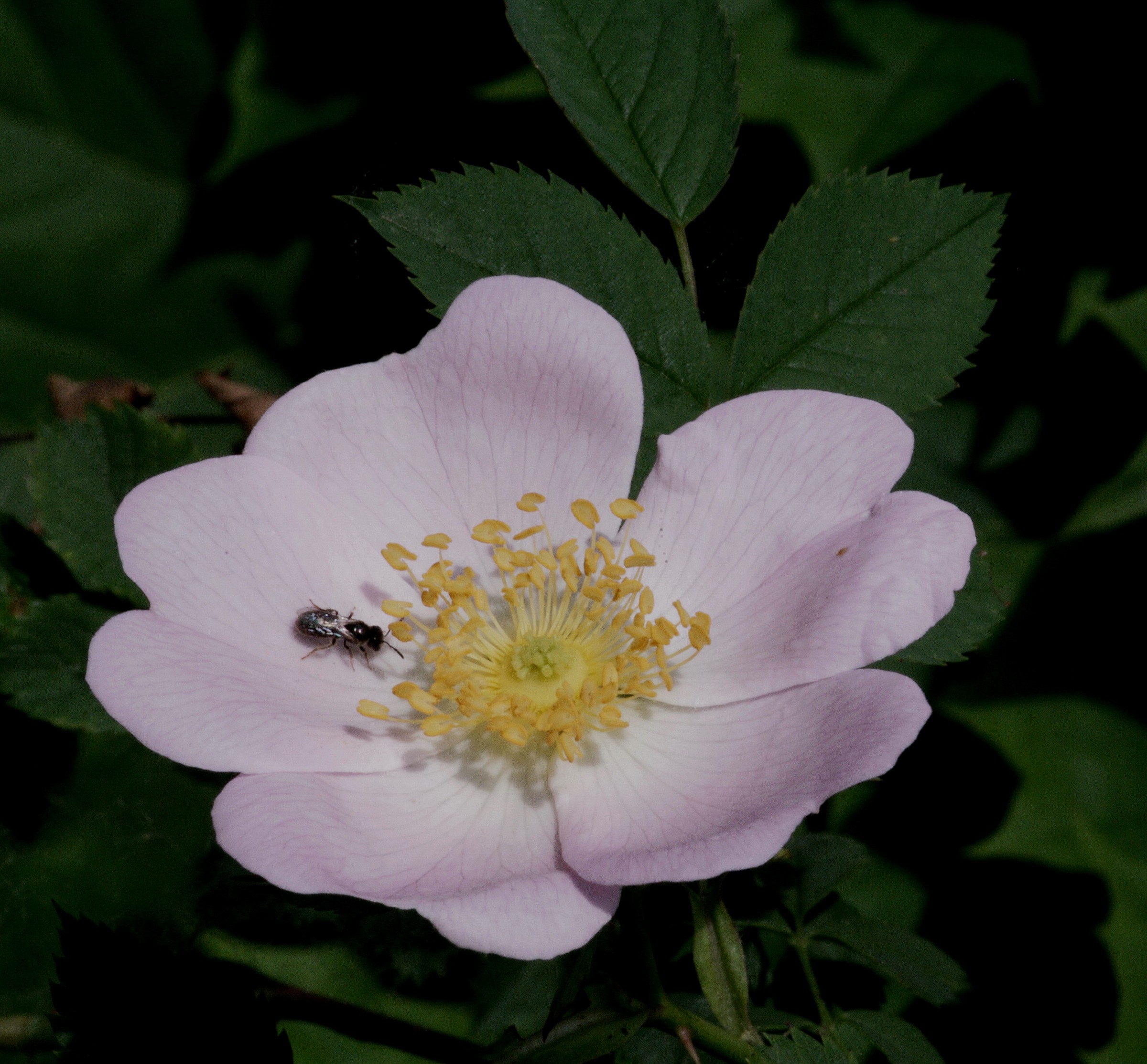 Rosa Selvatica