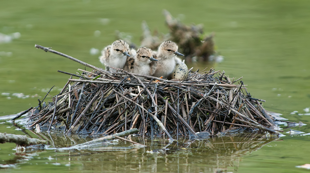 Nidiata Cavaliere d'Italia
