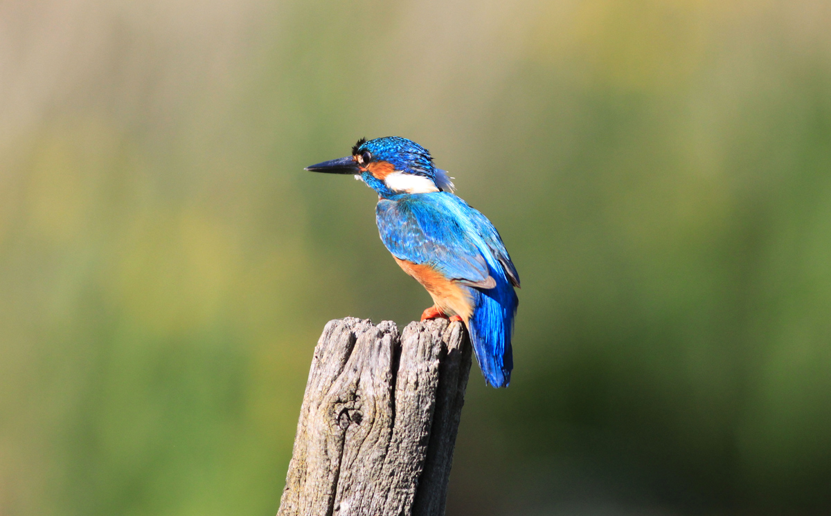 Kingfisher