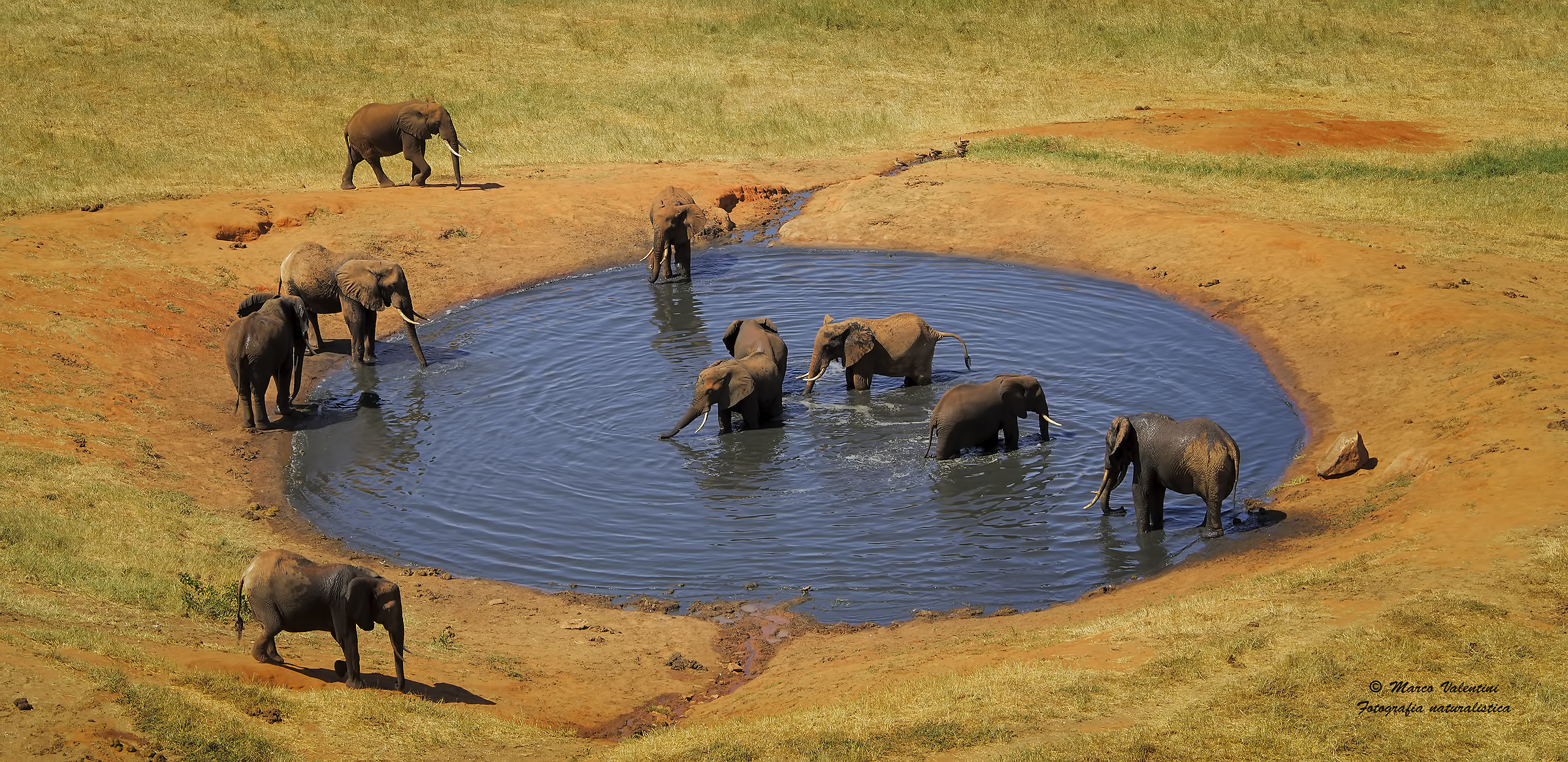 Gli elefanti di Tsavo - 2