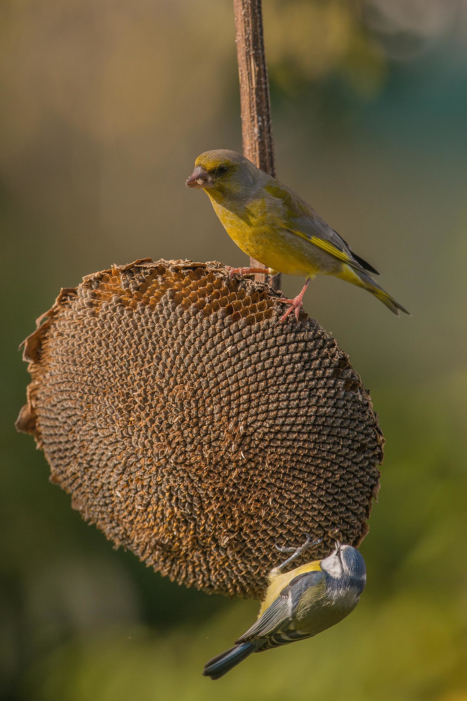 Peaceful coexistence