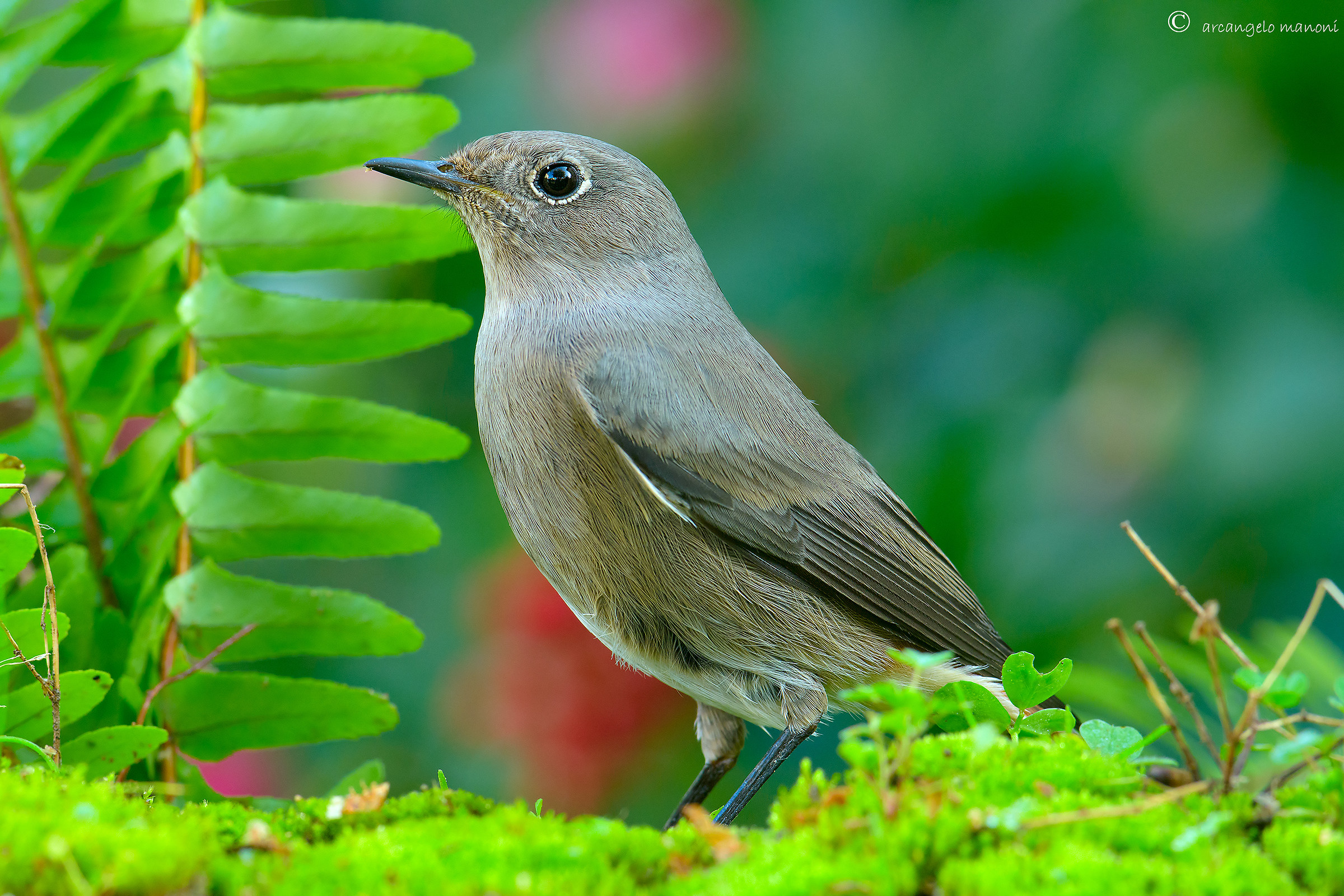Redstart in the garden