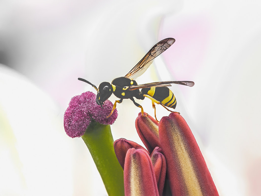 Buonissimo il polline dei gigli