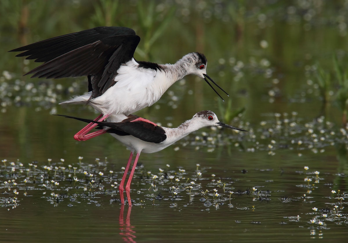 May, the time of love ..