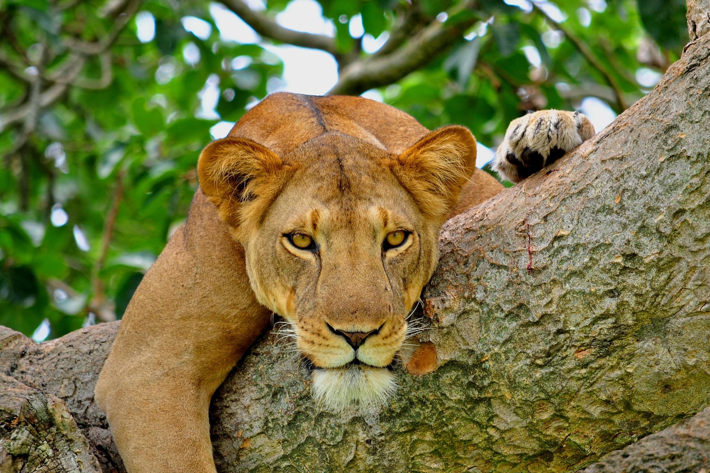 leoni sull'albero -1