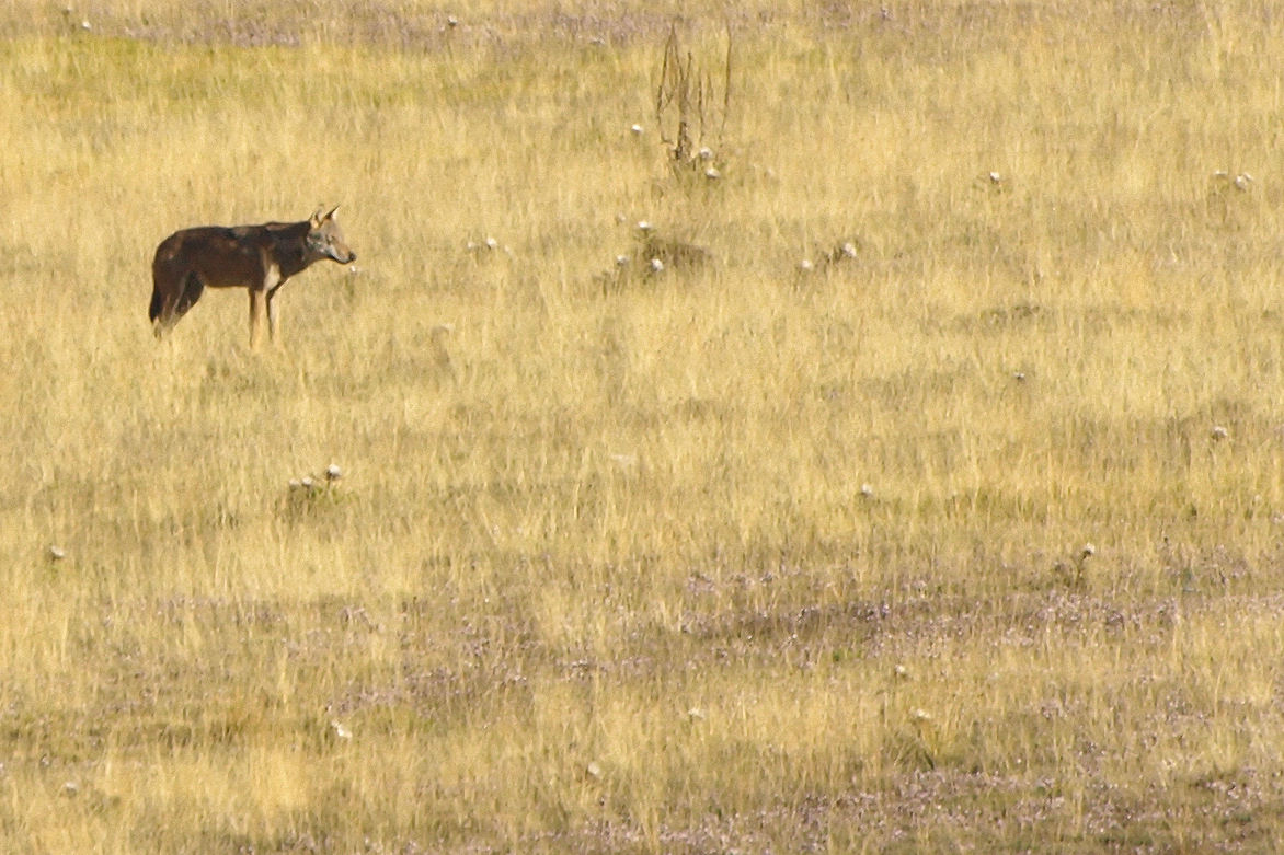 Lupo Appenninico-Campo imperatore