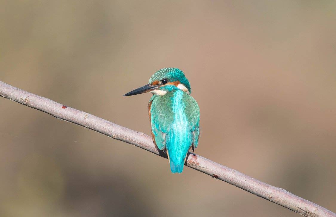 Sua Maestà il Martin!