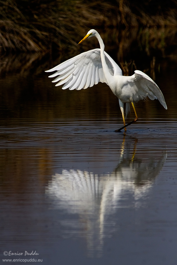 Airone bianco maggiore