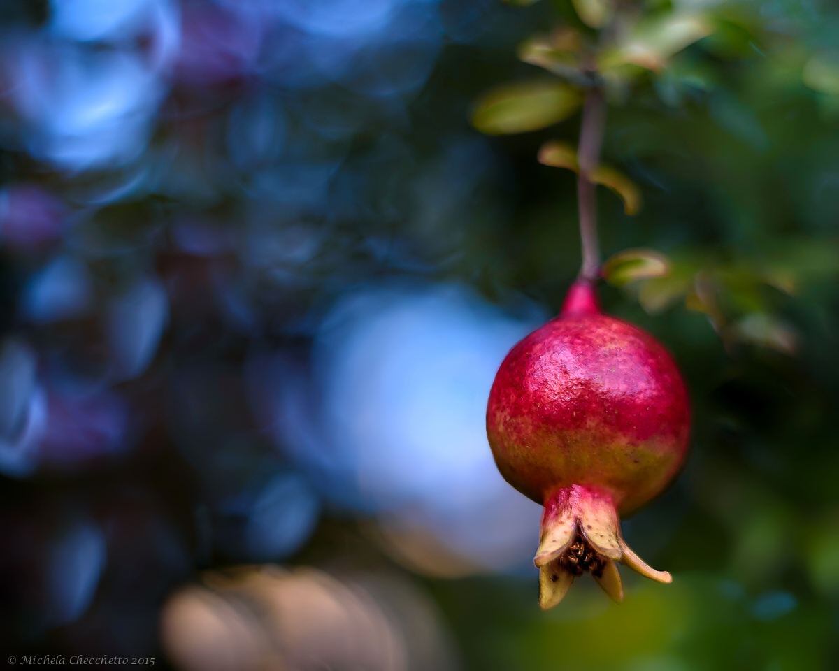 Pomegranate