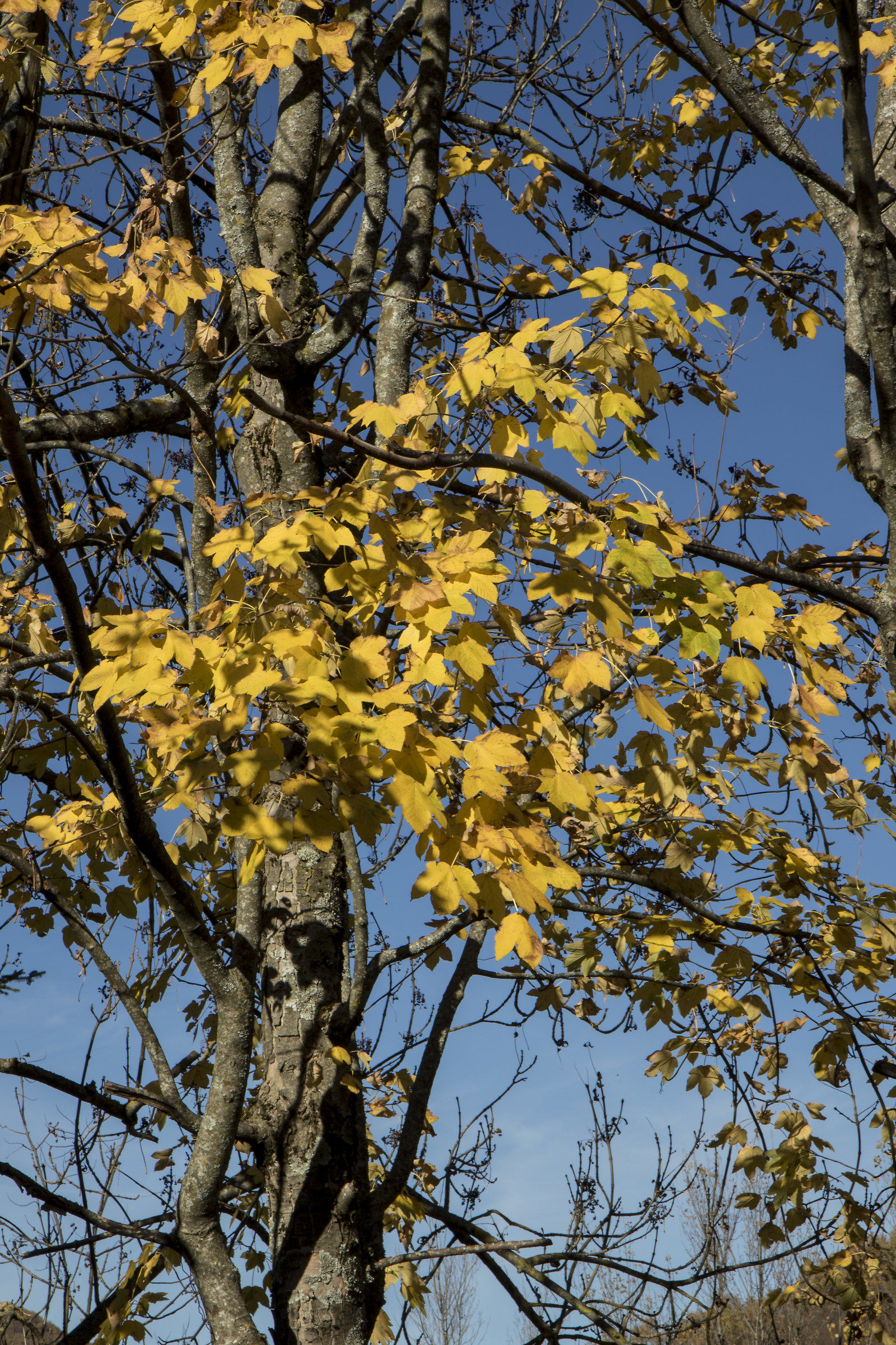 s summer. Martino in Val Taro