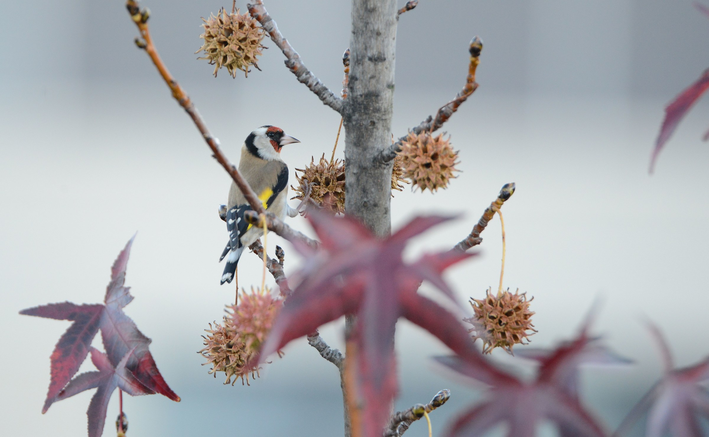 goldfinch autumn