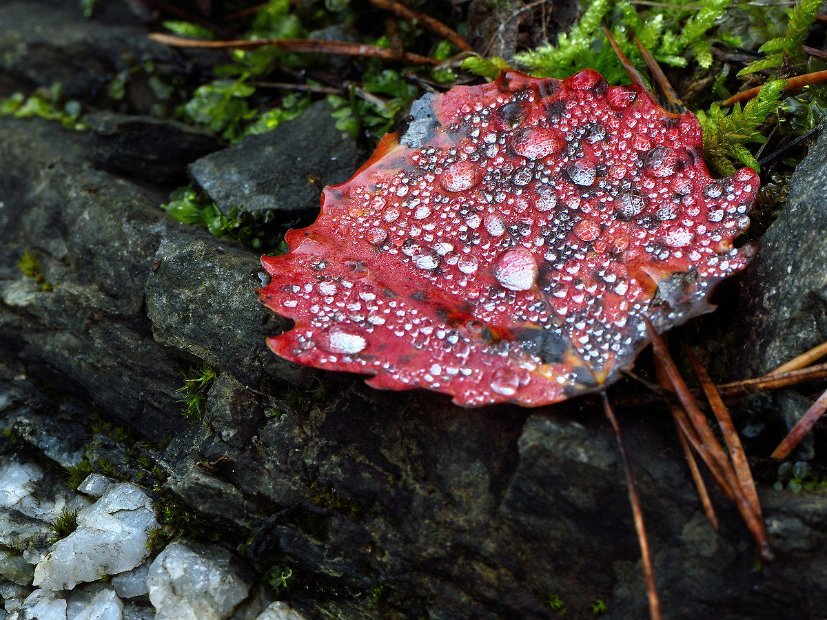 The colors of autumn 2