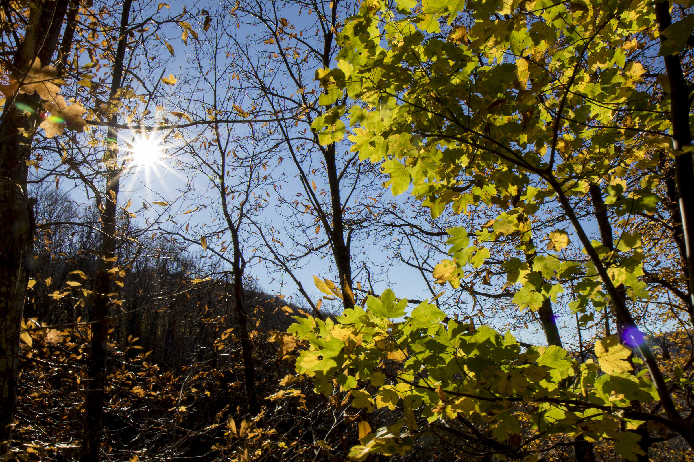 estate di s. martino in val taro