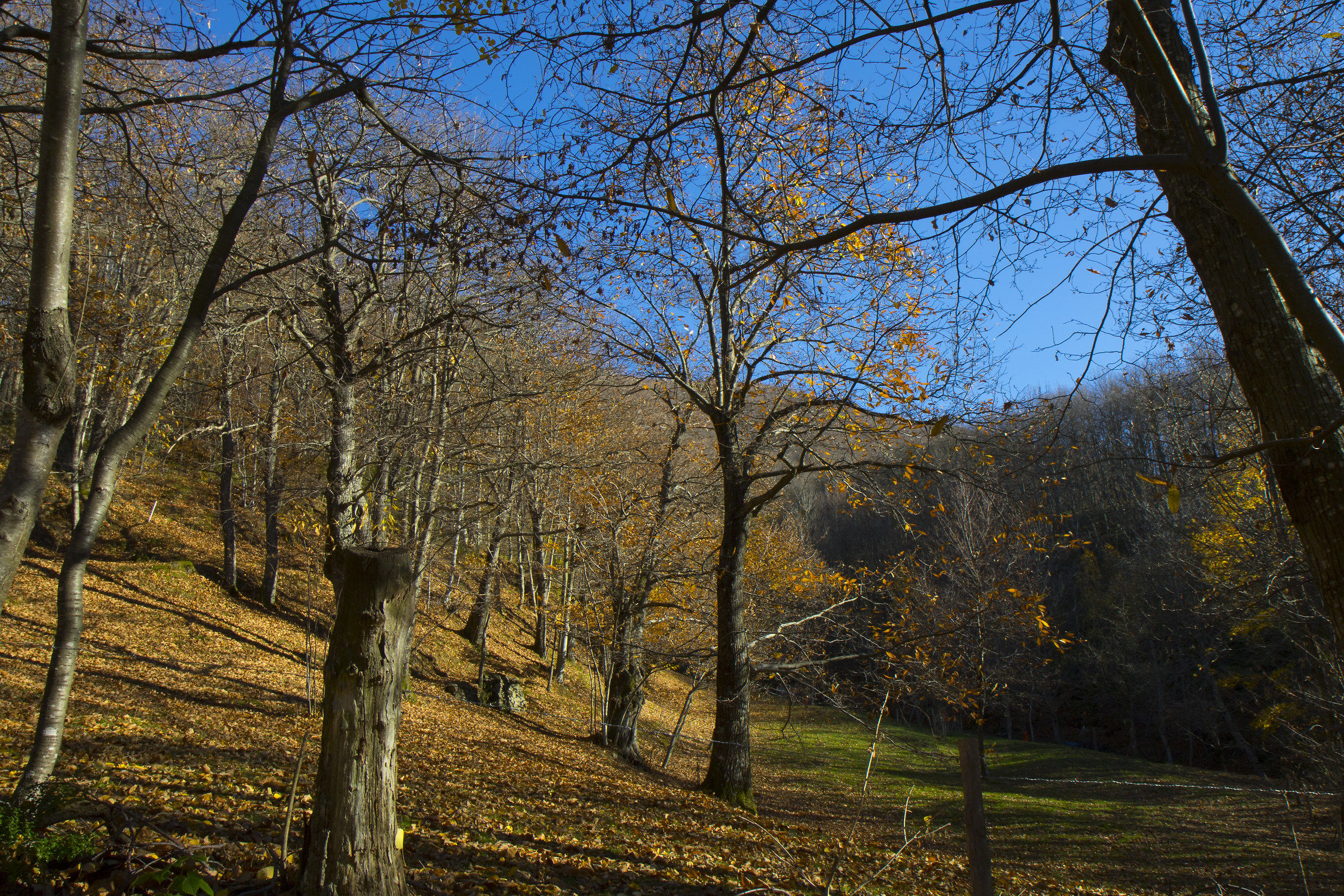 estate di s. martino in val taro